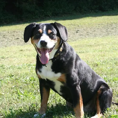 Hotel Das Landhaus Hotel 3*